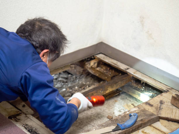 Best Residential Mold Removal  in Conover, NC