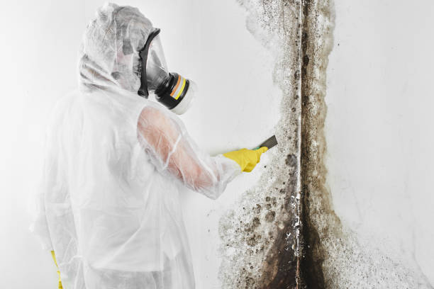 Professional Mold Removal in Conover, NC