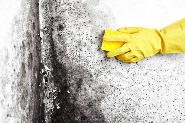 Best Home Mold Removal  in Conover, NC