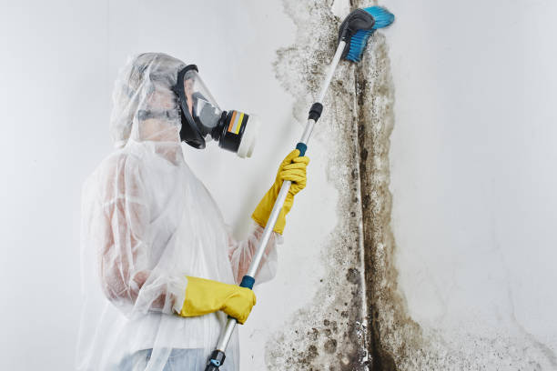 Best Certified Mold Removal  in Conover, NC
