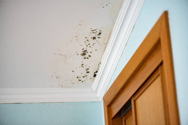Office Mold Removal Services in Conover, NC