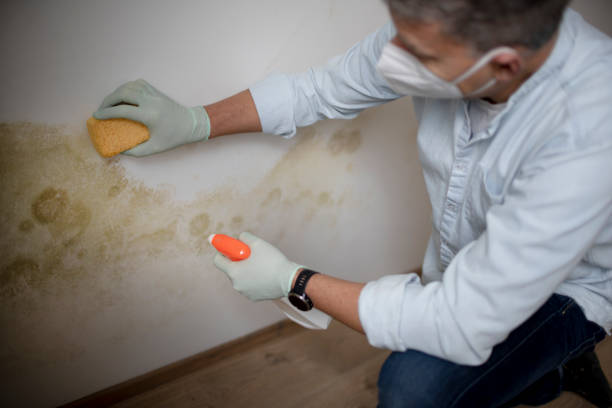 Best Emergency Mold Removal  in Conover, NC