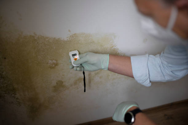 Best Toxic Mold Removal  in Conover, NC
