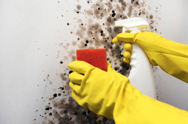 Mold Removal and Inspection in Conover, NC