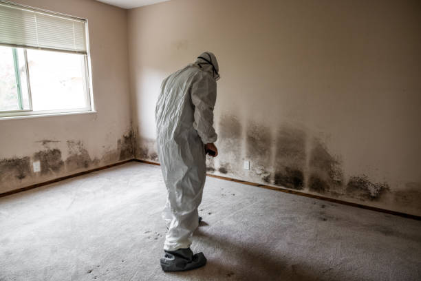 Best Mold Remediation Experts  in Conover, NC