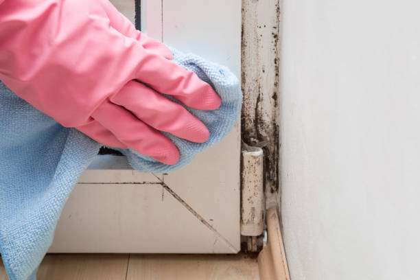 Best Local Mold Removal Service  in Conover, NC