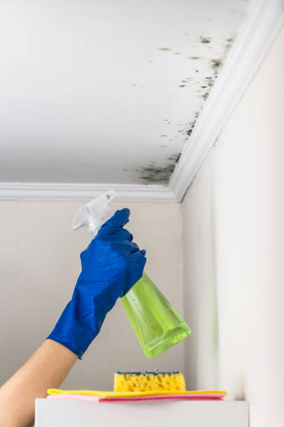Best Professional Mold Removal  in Conover, NC